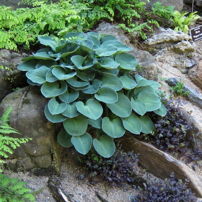 Hosta 'Blue Mouse Ears'  - Blue Mouse Ears Hosta - Image 2