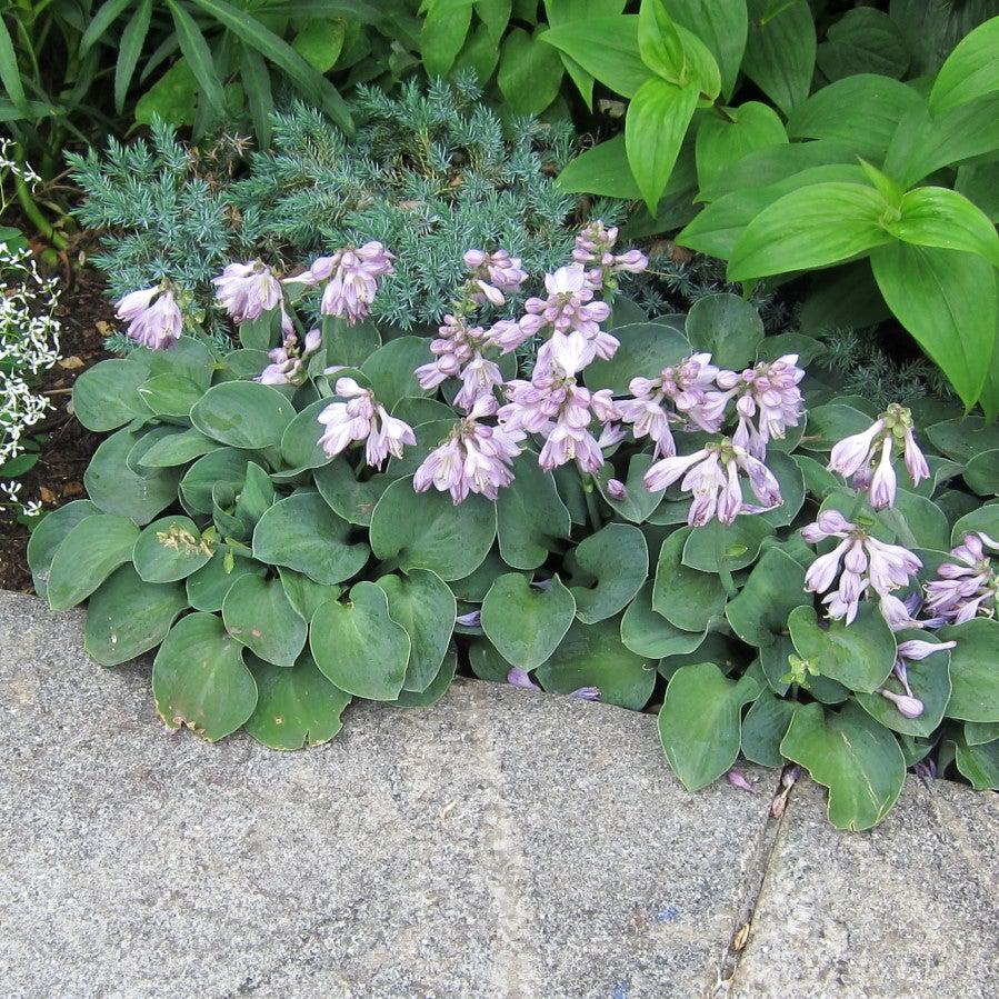 Hosta 'Blue Mouse Ears'  - Blue Mouse Ears Hosta - Image 3