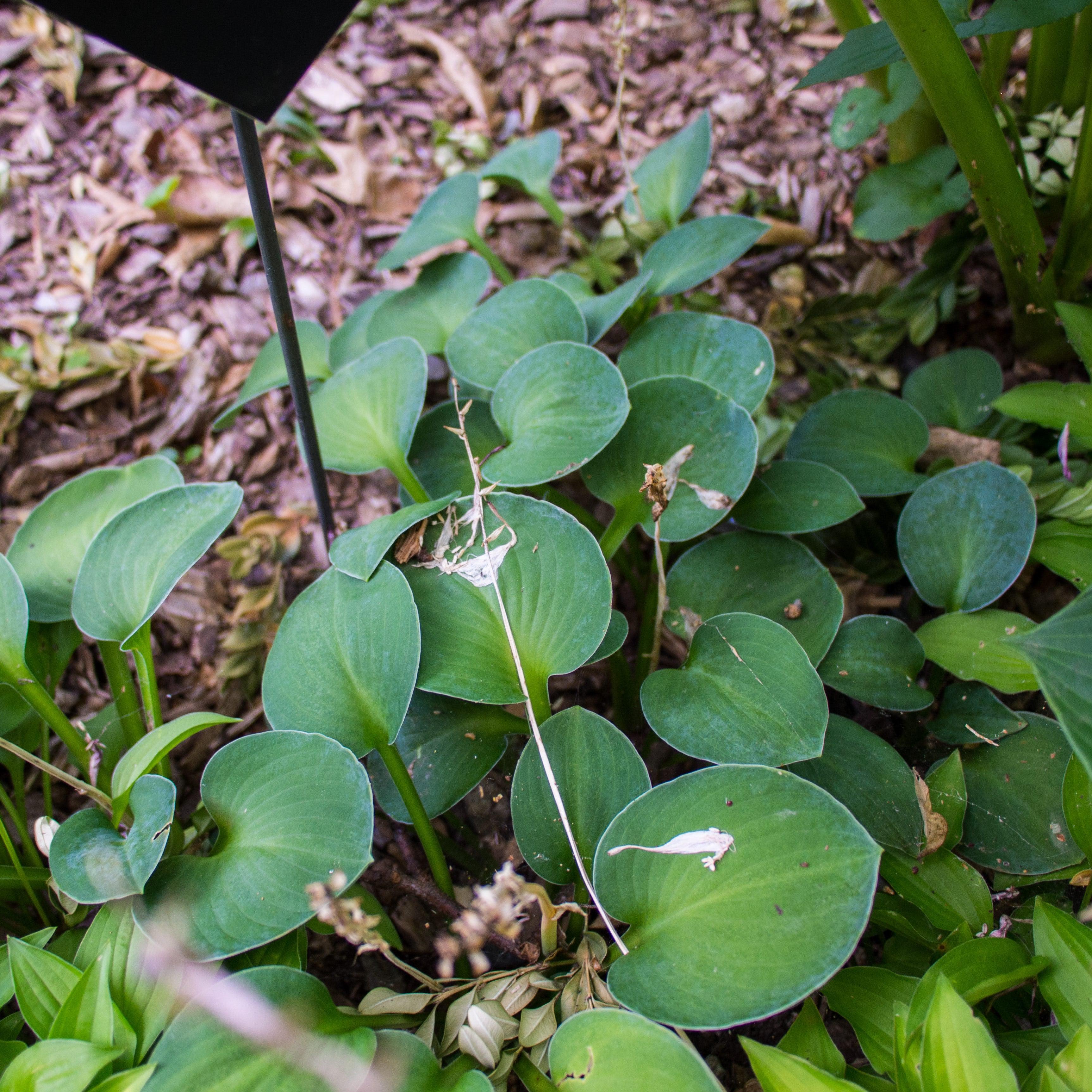 Hosta 'Blue Mouse Ears'  - Blue Mouse Ears Hosta - Image 4