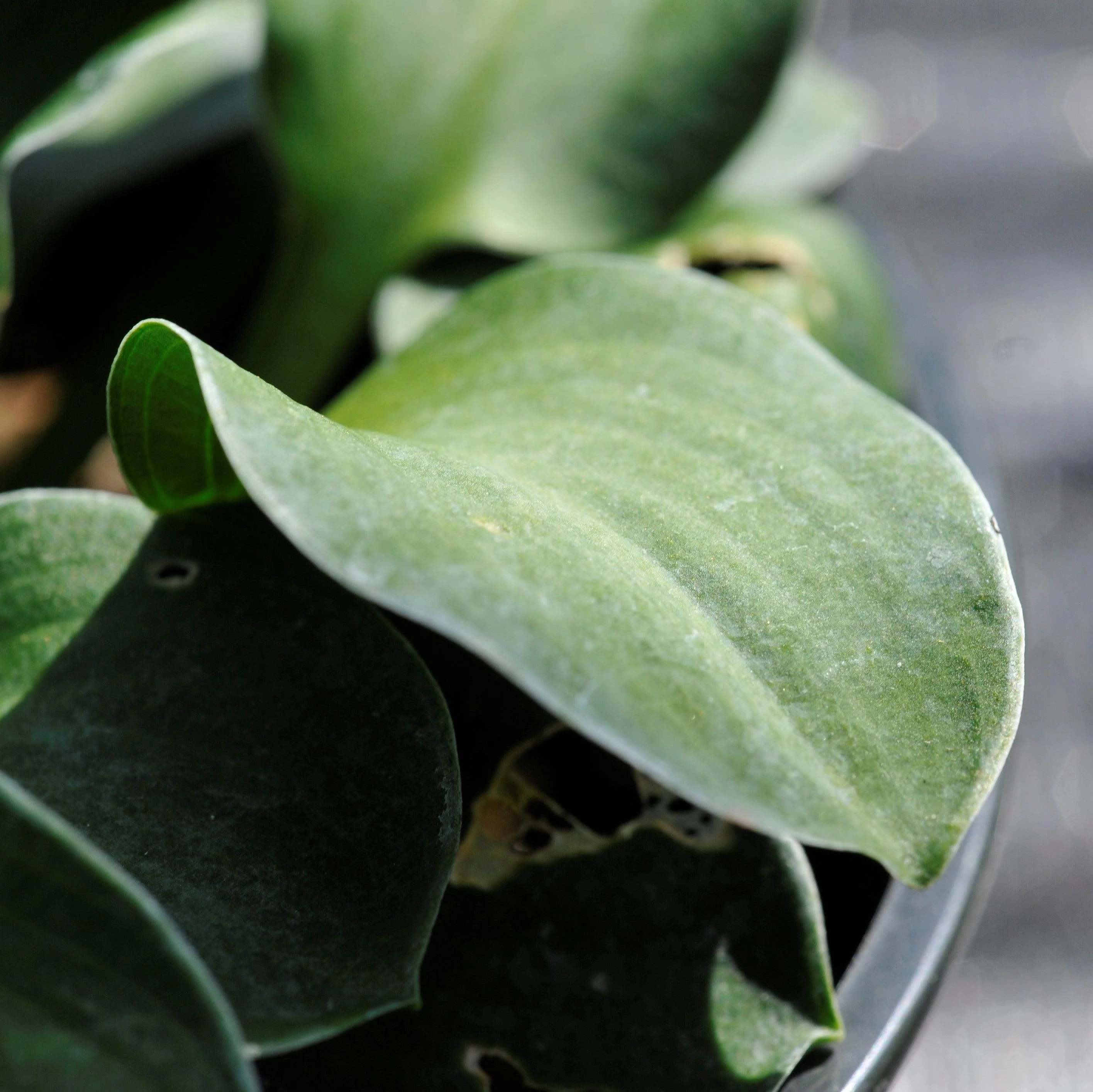 Hosta 'Blue Mouse Ears'  - Blue Mouse Ears Hosta - Image 5