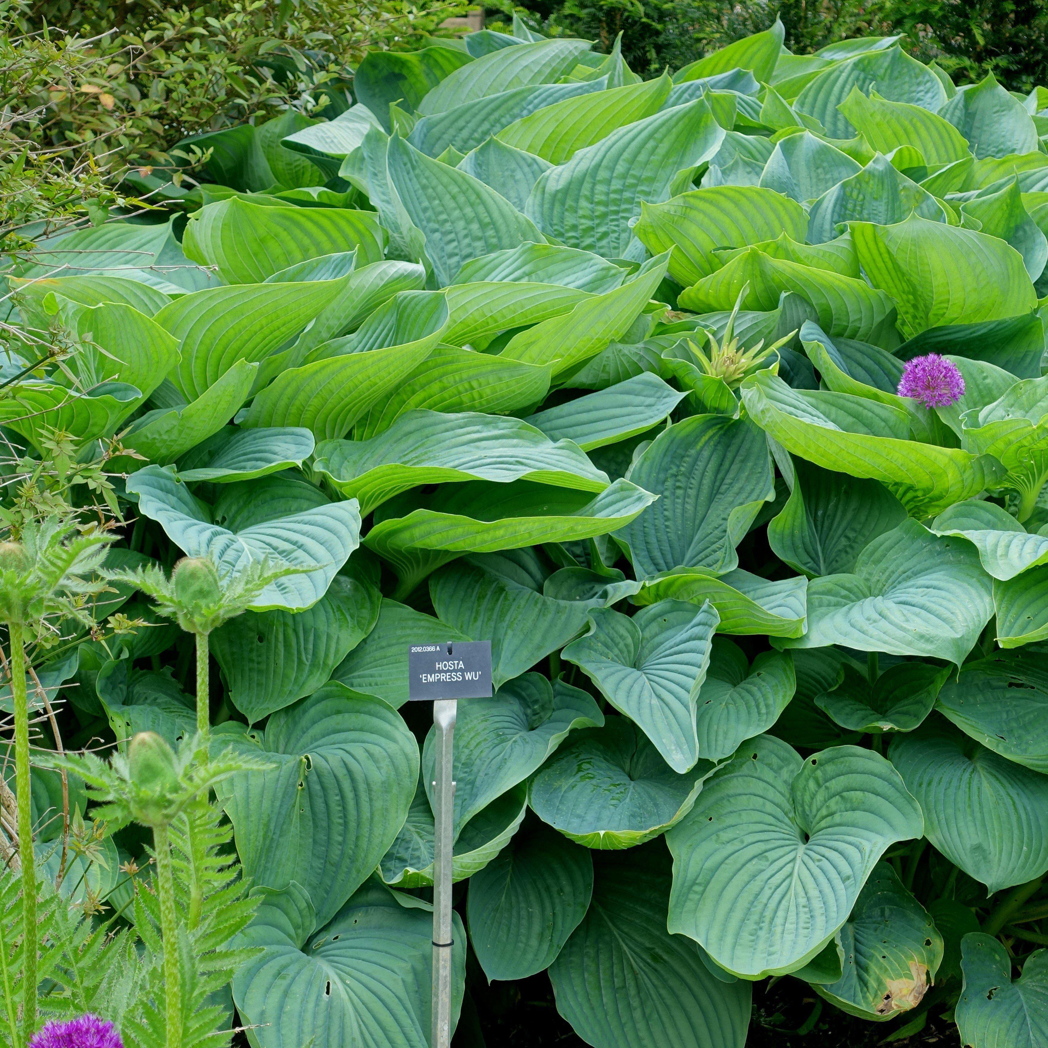 Hosta 'Empress Wu' PP20774 - PW® Shadowland® Empress Wu Hosta