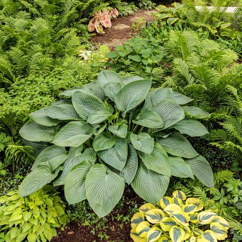 Hosta 'Empress Wu' PP20774 - PW® Shadowland® Empress Wu Hosta - Image 2