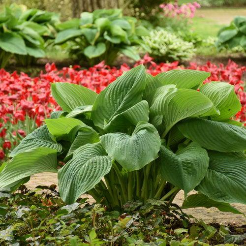 Hosta 'Empress Wu' PP20774 - PW® Shadowland® Empress Wu Hosta - Image 5