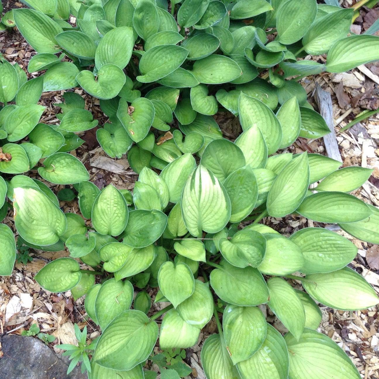 Hosta x 'Gold Standard'  - Gold Standard Hosta - Image 2