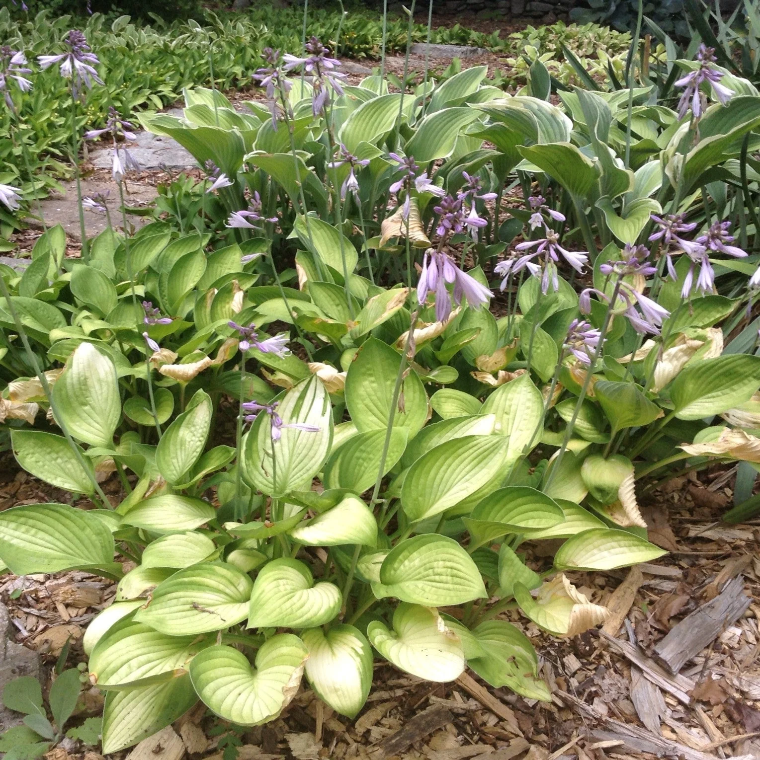 Hosta x 'Gold Standard'  - Gold Standard Hosta - Image 4