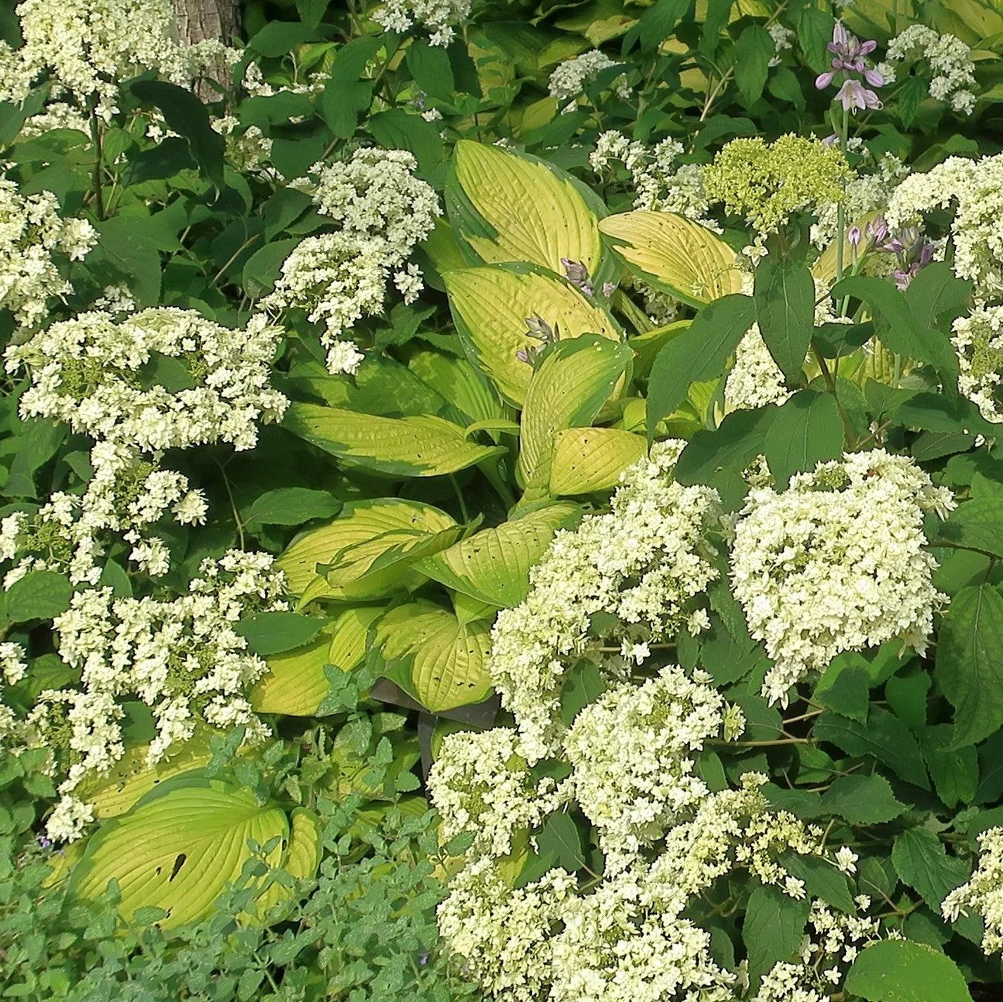 Hosta x 'Gold Standard'  - Gold Standard Hosta - Image 5