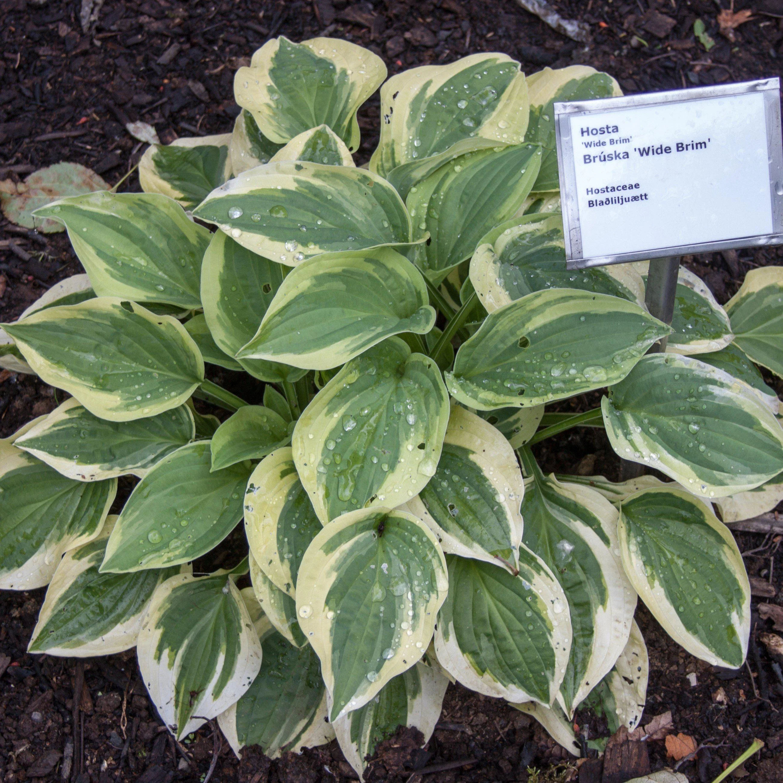 Hosta x 'Wide Brim' - Wide Brim Hosta