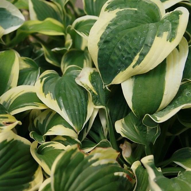 Hosta x 'Wide Brim' - Wide Brim Hosta - Image 3