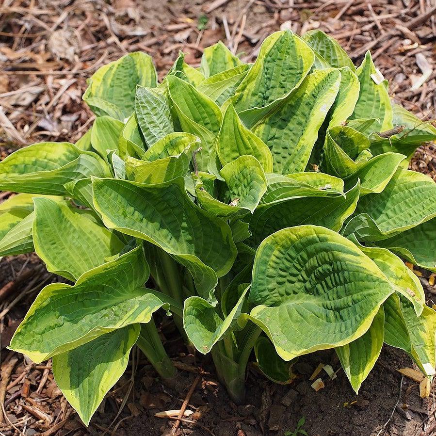 Hosta x 'Wide Brim' - Wide Brim Hosta - Image 4