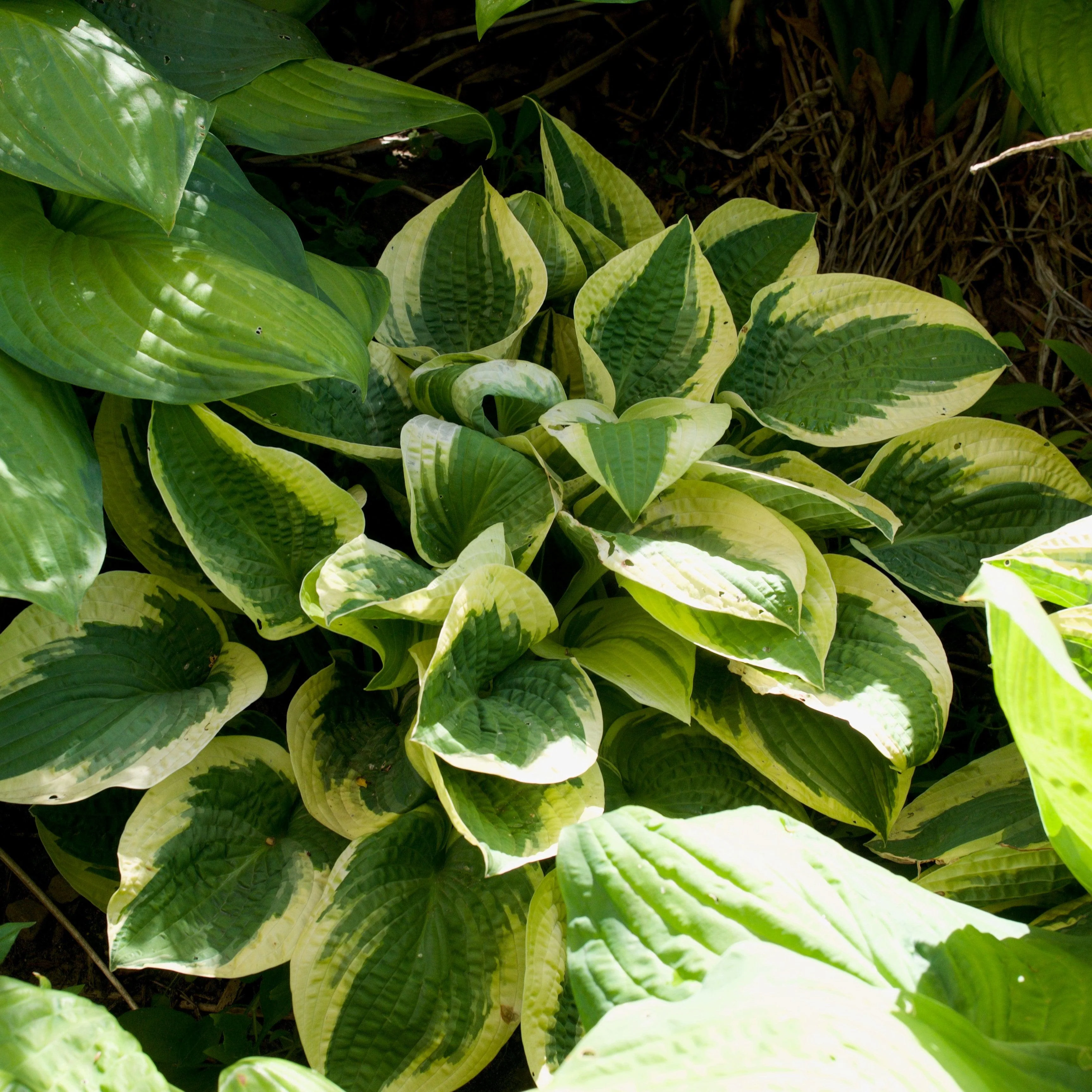 Hosta x 'Wide Brim' - Wide Brim Hosta - Image 5
