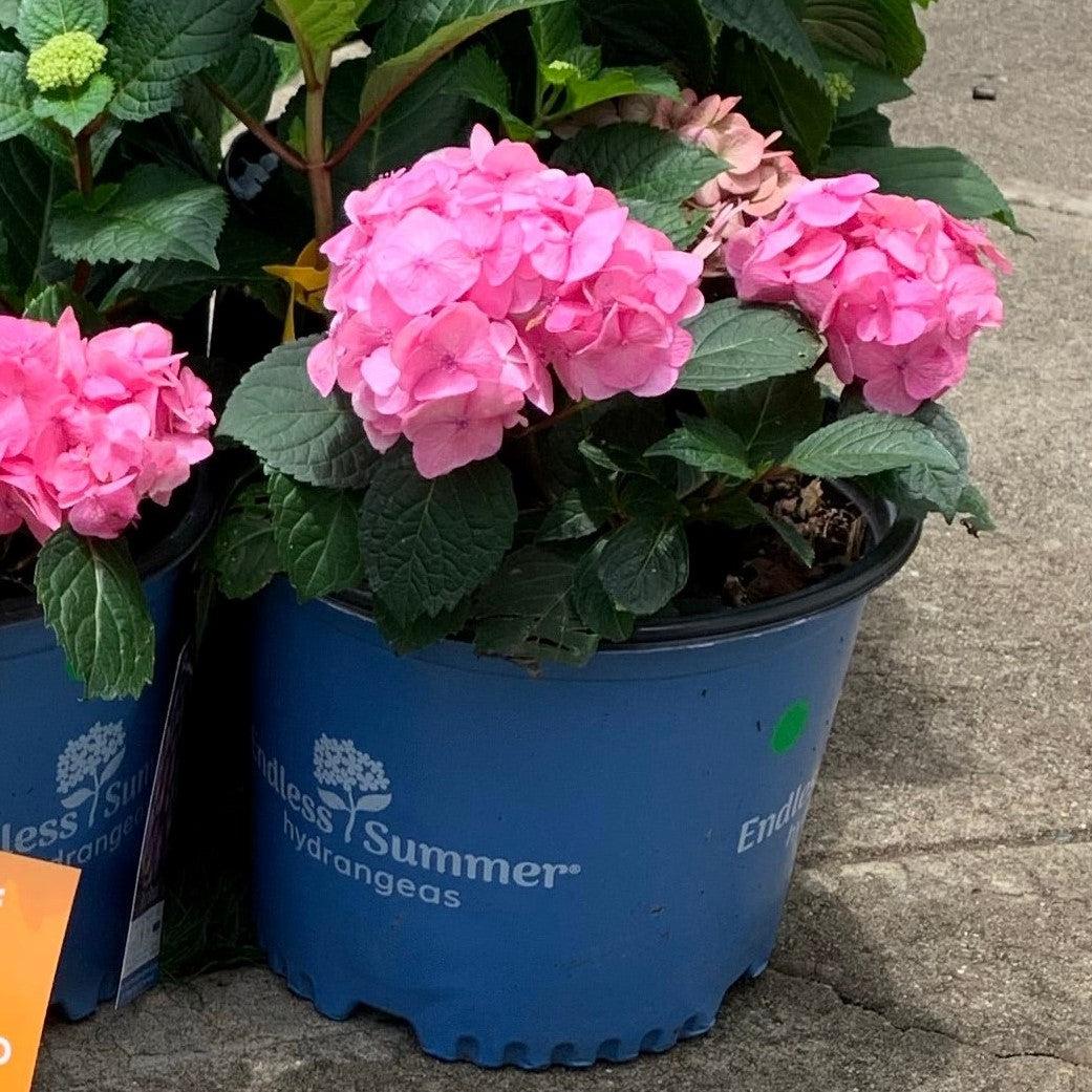 Hydrangea macrophylla 'P11HM-11'  - Endless Summer® Bloomstruck® Hydrangea - Image 4