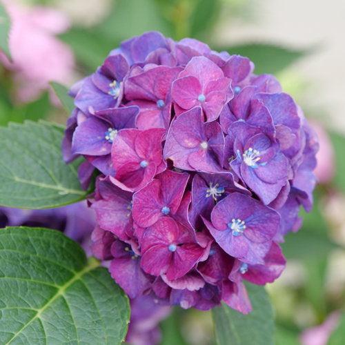 Hydrangea macrophylla 'Stragrum'  - Wee Bit Grumpy® Hydrangea - Image 2