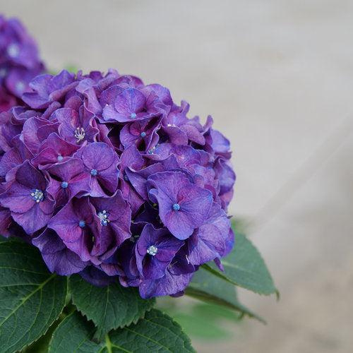 Hydrangea macrophylla 'Stragrum'  - Wee Bit Grumpy® Hydrangea - Image 3