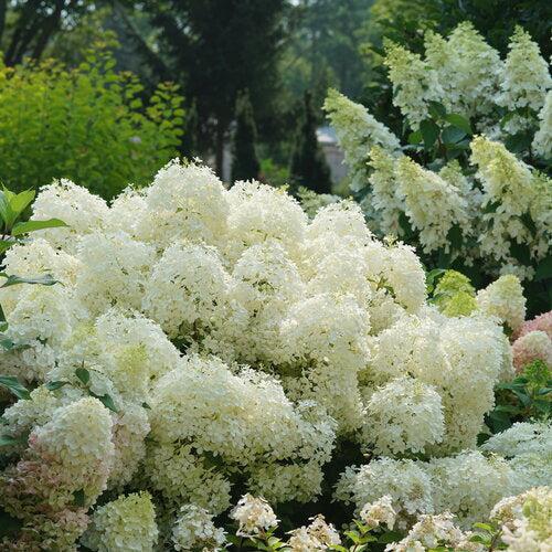 Hydrangea paniculata 'NCHP1' - PW® Puffer Fish® Hydrangea