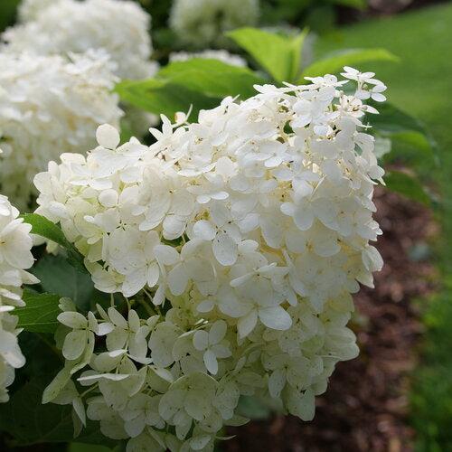 Hydrangea paniculata 'NCHP1' - PW® Puffer Fish® Hydrangea - Image 2
