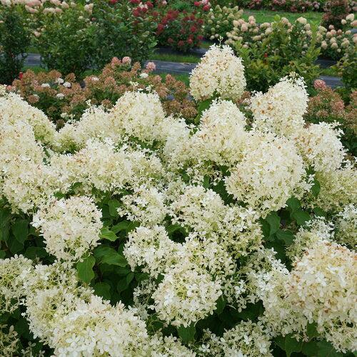 Hydrangea paniculata 'NCHP1' - PW® Puffer Fish® Hydrangea - Image 3