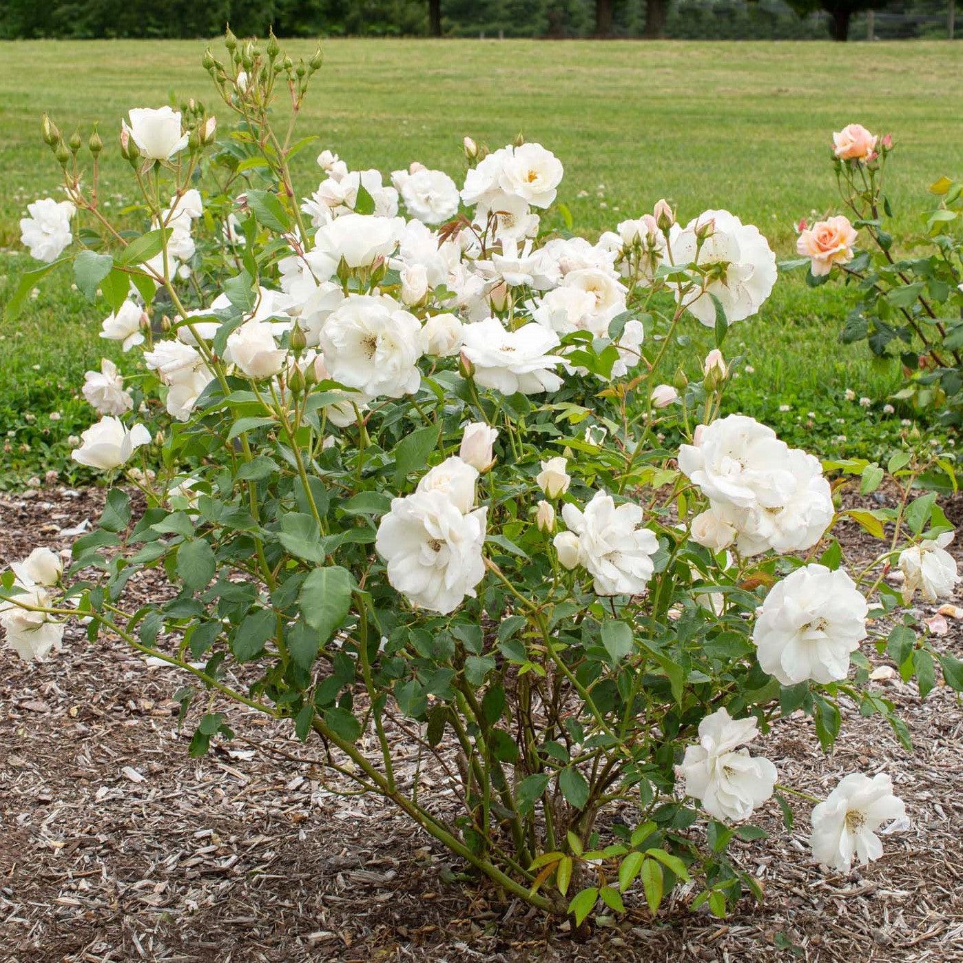 Rose, Iceberg Rose