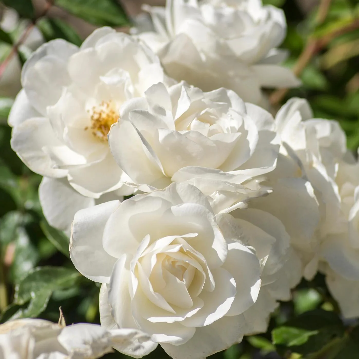 Rose, Iceberg Rose - Image 2
