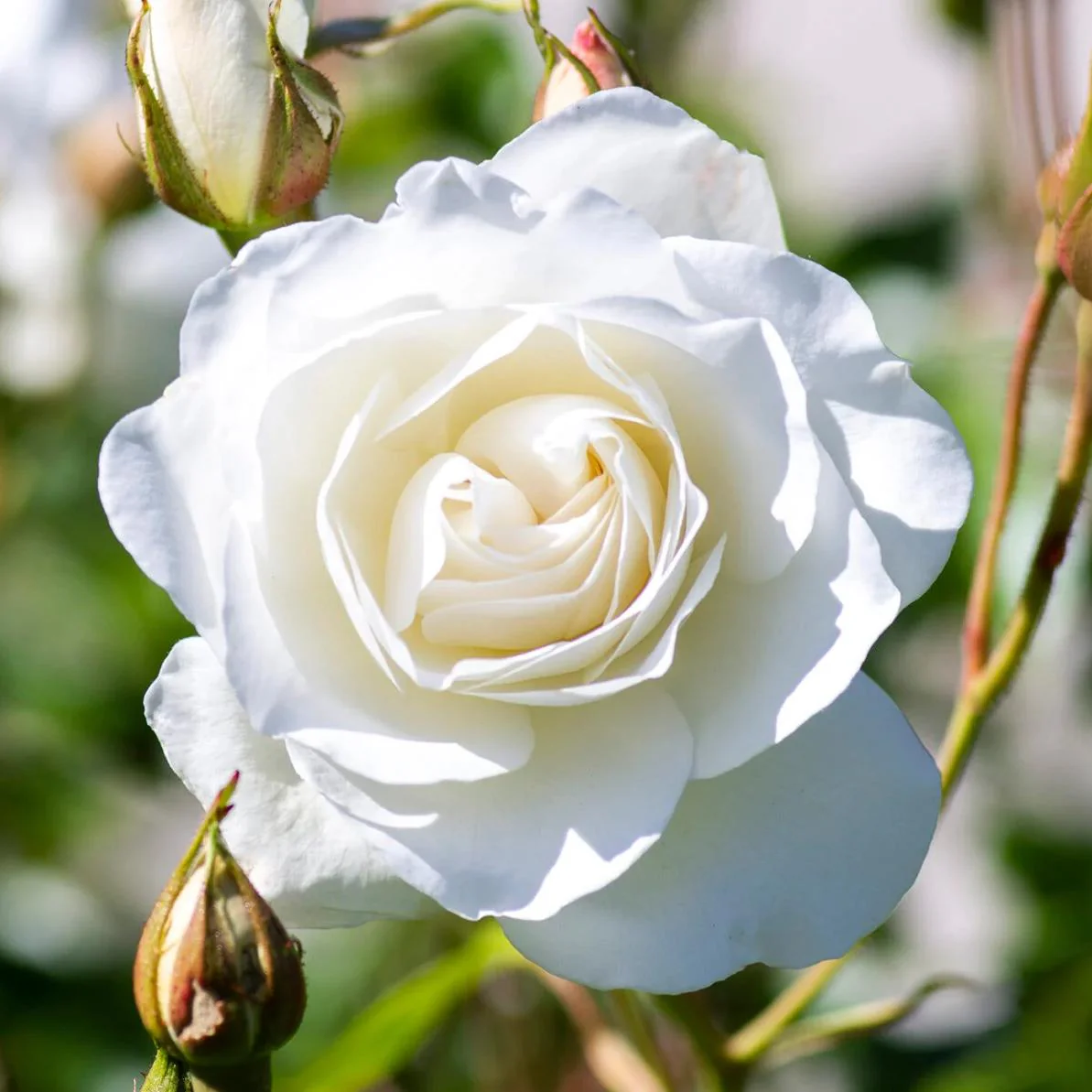 Rose, Iceberg Rose - Image 4