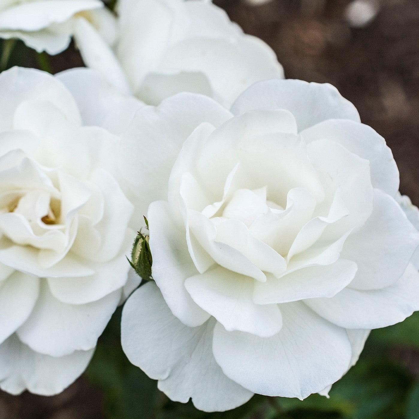 Rose, Iceberg Rose - Image 6