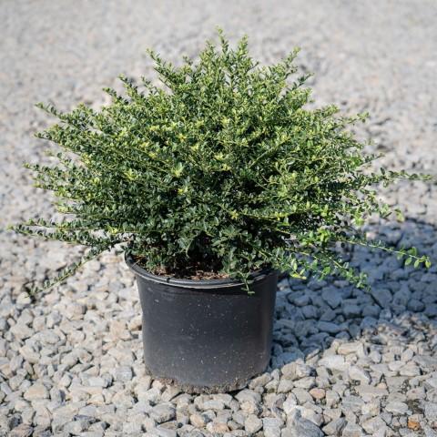 Ilex crenata 'Helleri' - Helleri Japanese Holly