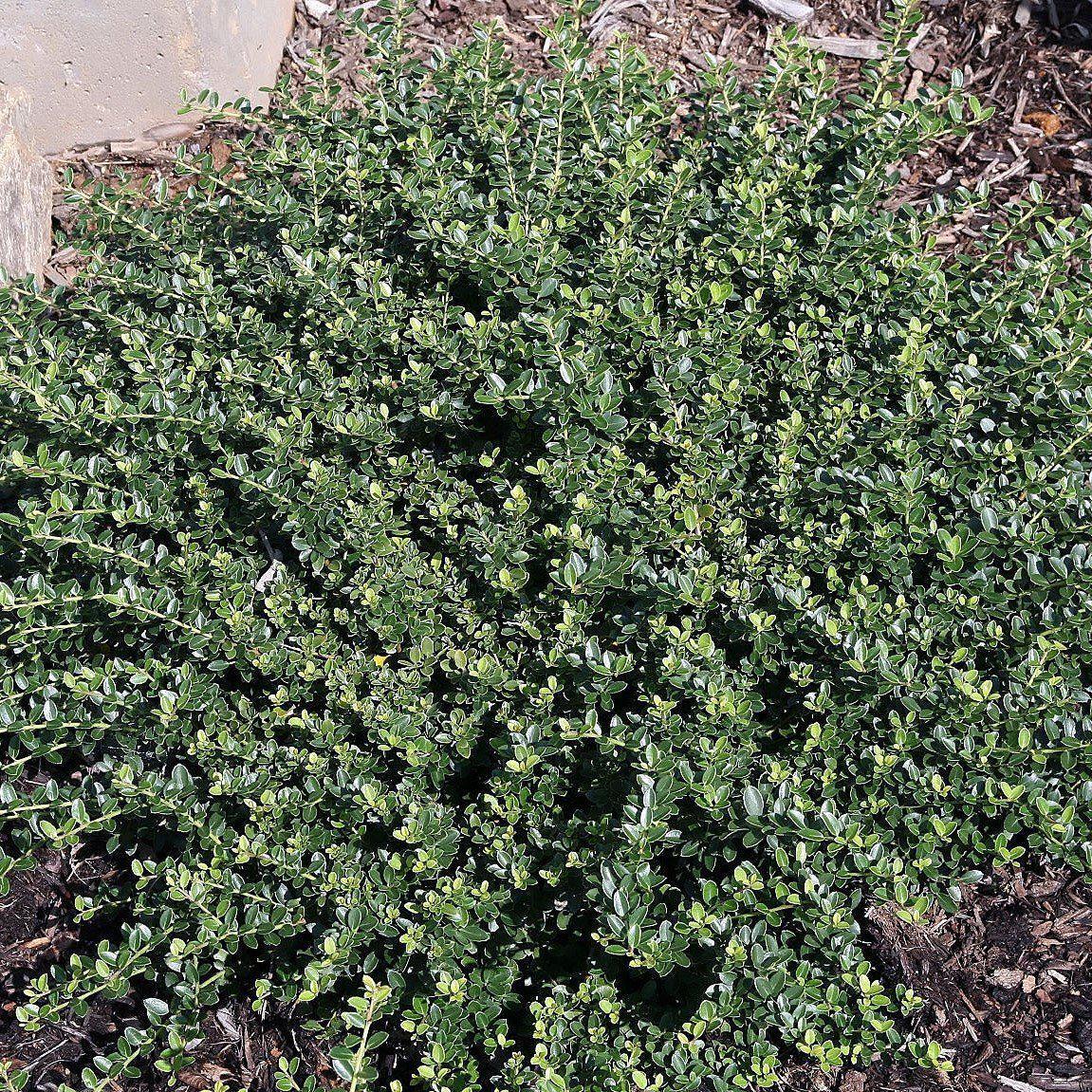 Ilex crenata 'Helleri' - Helleri Japanese Holly - Image 2