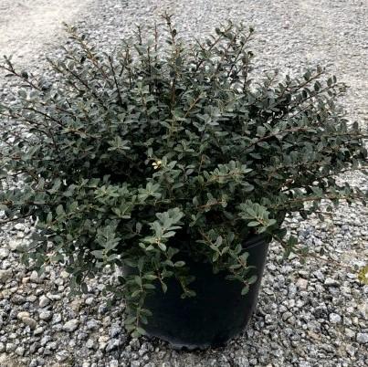 Ilex crenata 'Helleri' - Helleri Japanese Holly - Image 3