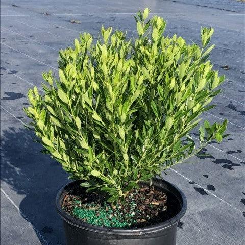 Ilex glabra 'Shamrock'  - Shamrock Inkberry Holly - Image 2