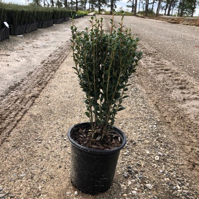 Ilex crenata 'Sky Pencil' - Sky Pencil Japanese Holly - Image 6