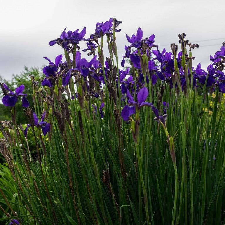 Iris sibirica 'Caesar's Brother'  - Caesar's Brother Siberian Iris - Image 3