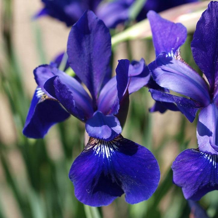 Iris sibirica 'Caesar's Brother'  - Caesar's Brother Siberian Iris - Image 4