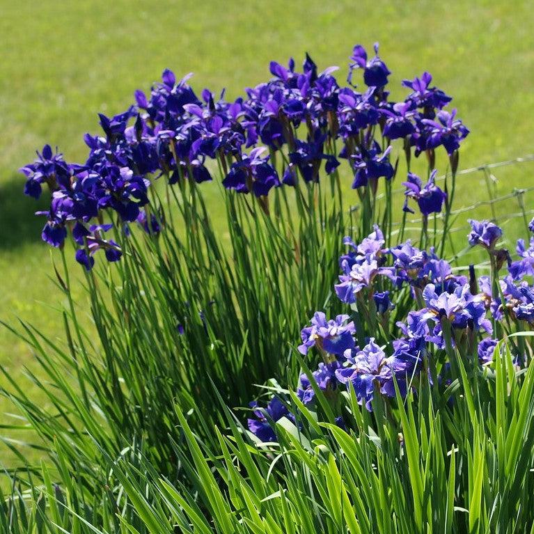 Iris sibirica 'Caesar's Brother'  - Caesar's Brother Siberian Iris - Image 5