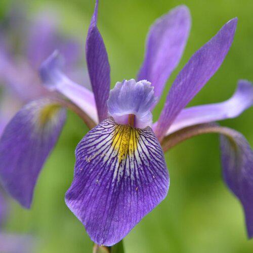 Iris versicolor 'Purple Flame'  - Purple Flame Blue Flag Iris - Image 2