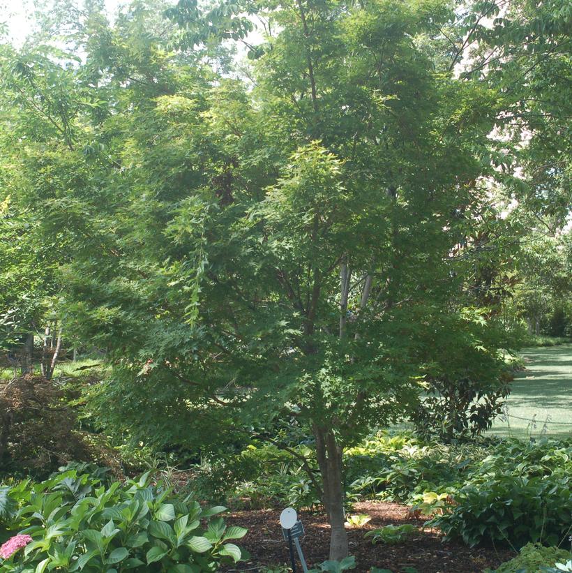 Maple, Sango Kaku Japanese Maple
