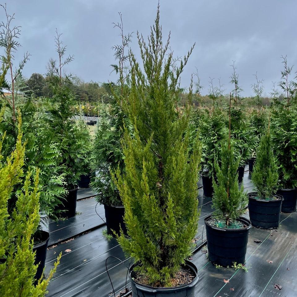 Juniper, Spartan Juniper (Juniperus Chinensis Spartan) - Image 3