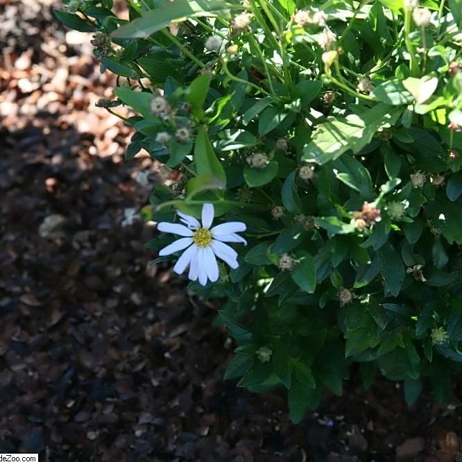 Kalimeris incisa 'Blue Star'  - Blue Star Kalimeris - Image 2