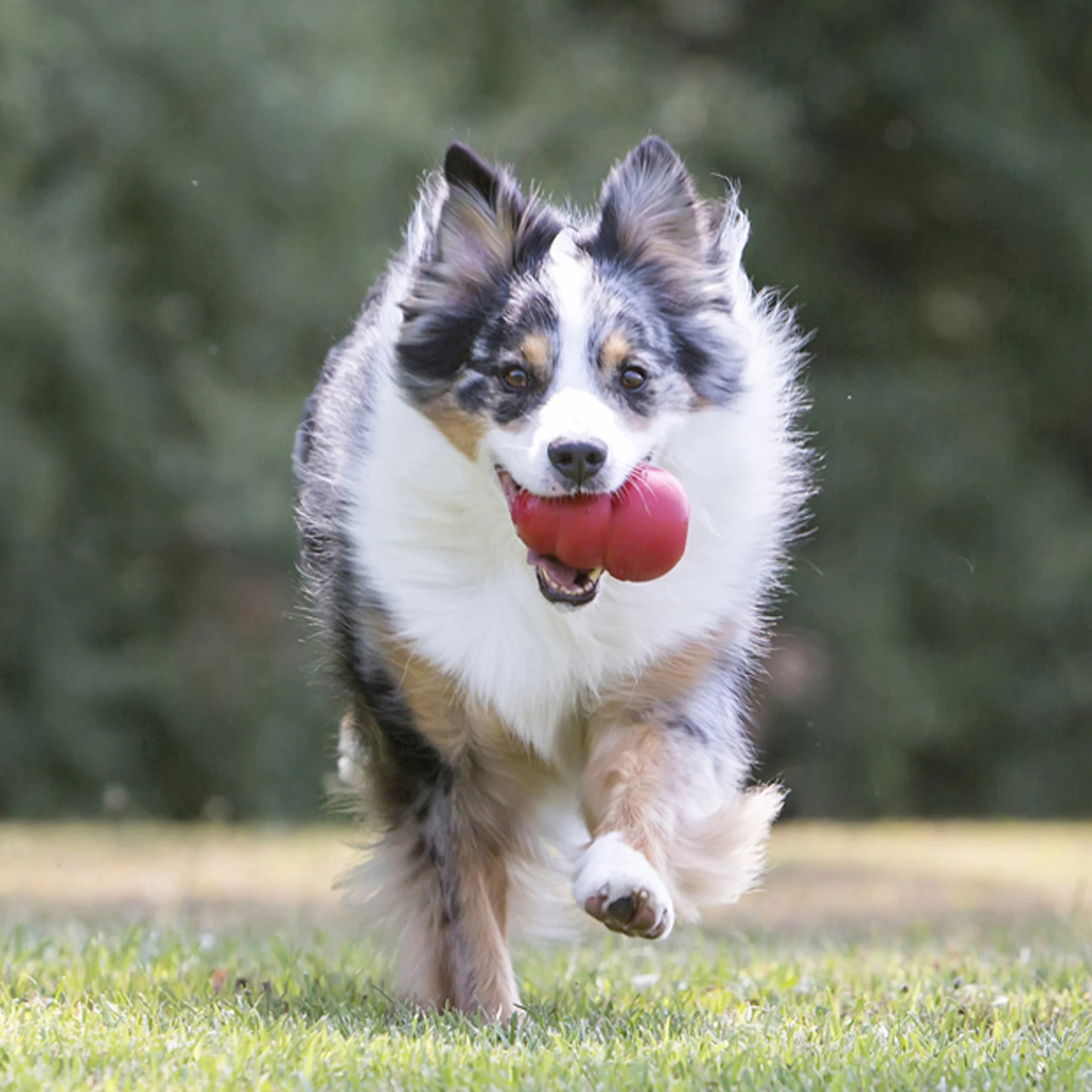 KONG Classic Dog Toy - Image 5