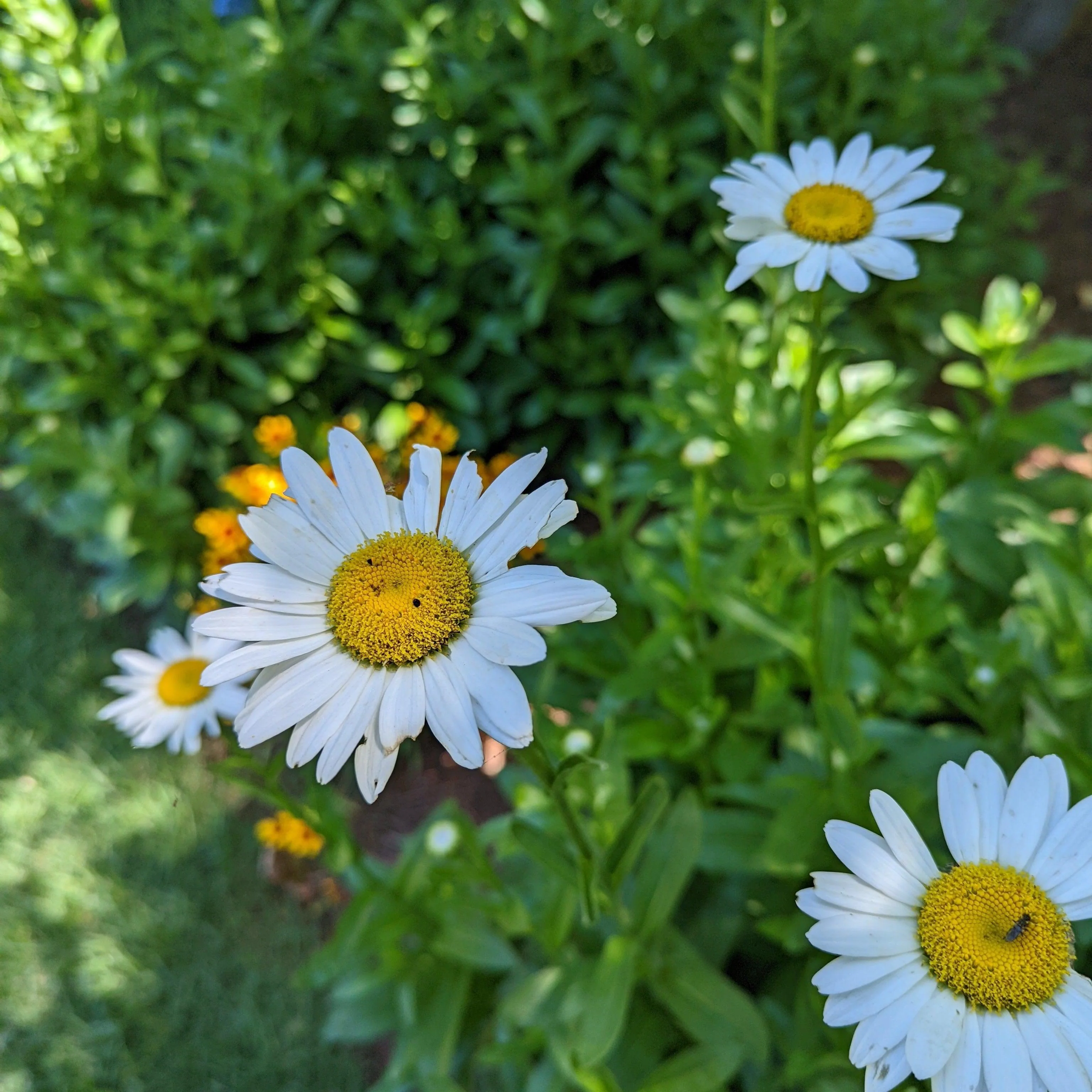 Leucanthemum x superbum 'Becky' - Becky Shasta Daisy - Image 3