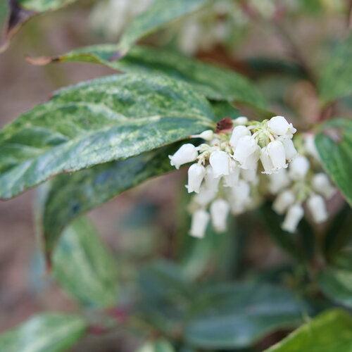 Leucothoe fontanesiana 'SMNLFGRV'  - Paisley Pup® Leucothoe - Image 2