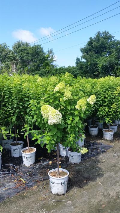 Hydrangea, Limelight Panicle Hydrangea - Tree Form