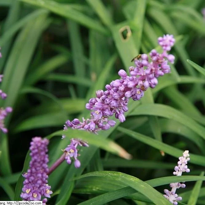 Liriope muscari 'Royal Purple' - Royal Purple Lilyturf