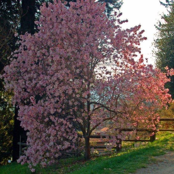 Magnolia loebneri 'Leonard Messel'  - Leonard Messel Magnolia - Image 2