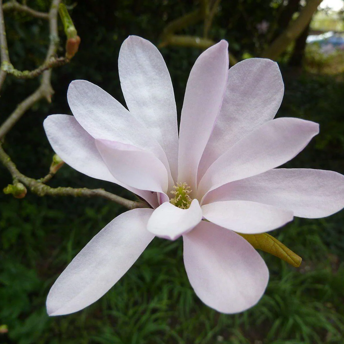 Magnolia loebneri 'Leonard Messel'  - Leonard Messel Magnolia - Image 5