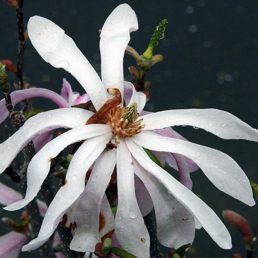 Magnolia loebneri 'Leonard Messel'  - Leonard Messel Magnolia - Image 7