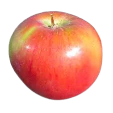 Apple, SnowSweet Apple, 7 gal (5-6 ft) - Image 2