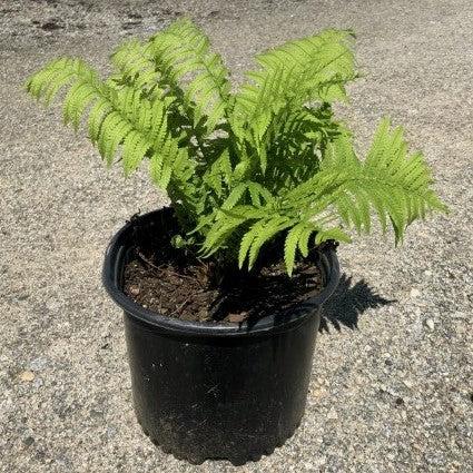 Fern, Ostrich Fern - Image 2