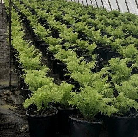 Fern, Ostrich Fern - Image 3