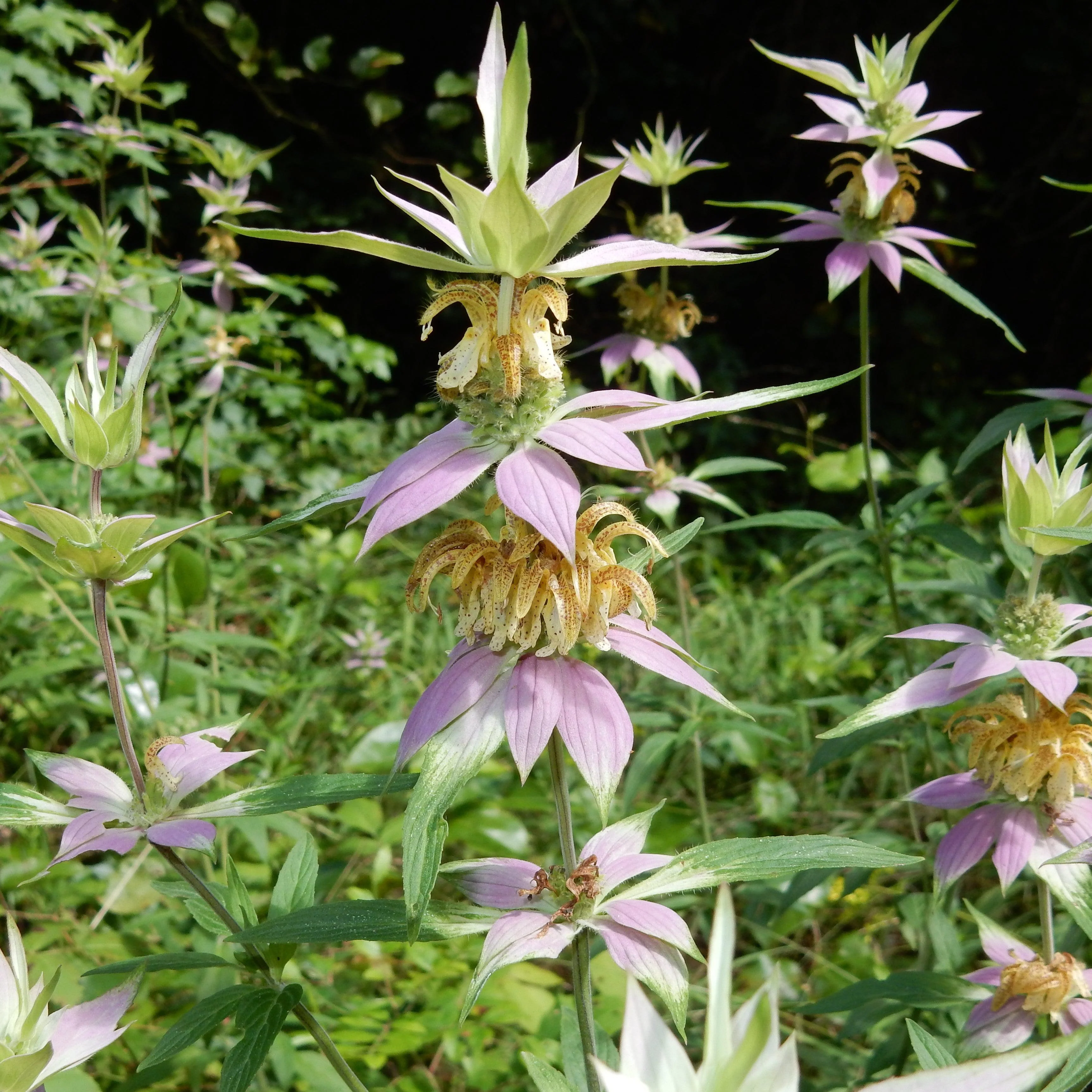 Monarda punctata - Spotted Beebalm