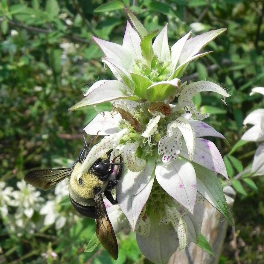 Monarda punctata - Spotted Beebalm - Image 2