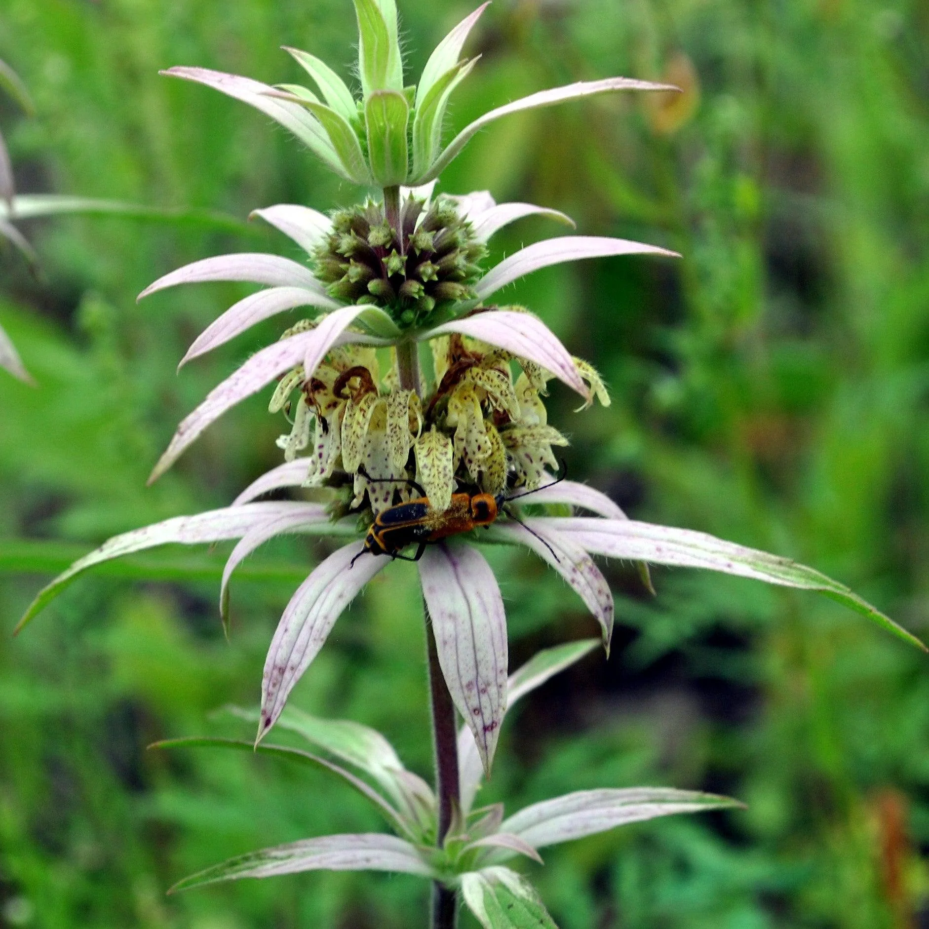 Monarda punctata - Spotted Beebalm - Image 3